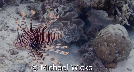 Lion Fish swimming by Michael Wicks 